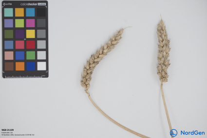 Click for 3 image(s) for this accession. SPIKE