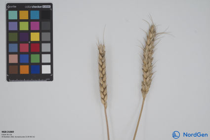 Click for 1 image(s) for this accession. SPIKE