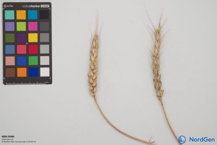 Click for 3 image(s) for this accession. SPIKE