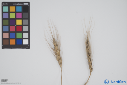 Click for 1 image(s) for this accession. SPIKE