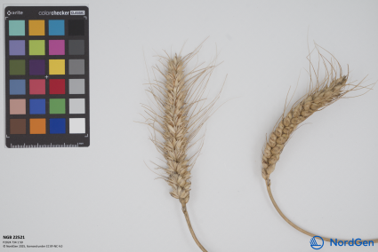 Click for 2 image(s) for this accession. SPIKE