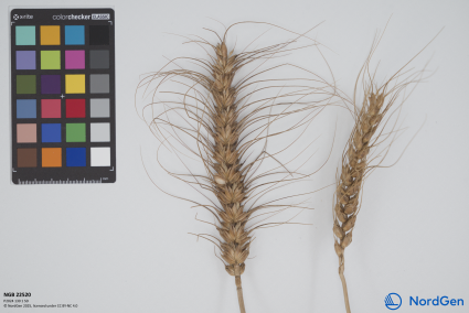 Click for 2 image(s) for this accession. SPIKE