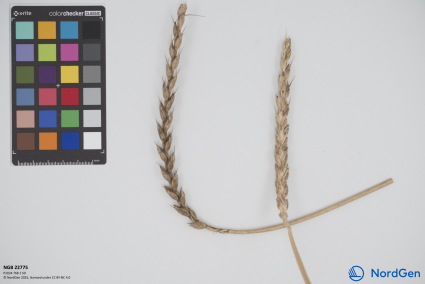 Click for 2 image(s) for this accession. SPIKE