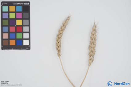 Click for 3 image(s) for this accession. SPIKE