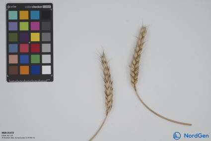 Click for 3 image(s) for this accession. SPIKE