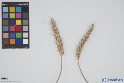 Click for 1 image(s) for this accession. SPIKE