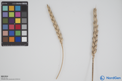 Click for 2 image(s) for this accession. SPIKE