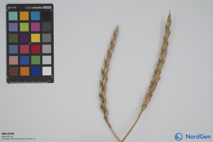 Click for 2 image(s) for this accession. SPIKE