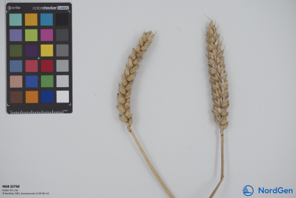 Click for 2 image(s) for this accession. SPIKE