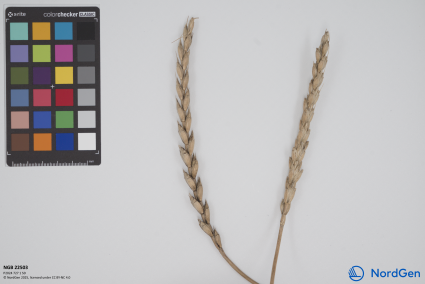 Click for 2 image(s) for this accession. SPIKE