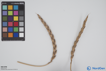 Click for 2 image(s) for this accession. SPIKE