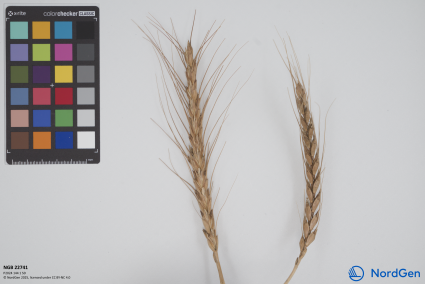 Click for 2 image(s) for this accession. SPIKE