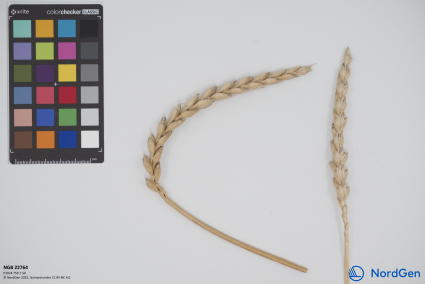 Click for 2 image(s) for this accession. SPIKE