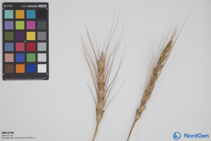 Click for 1 image(s) for this accession. SPIKE