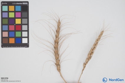 Click for 1 image(s) for this accession. SPIKE