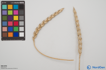 Click for 2 image(s) for this accession. SPIKE