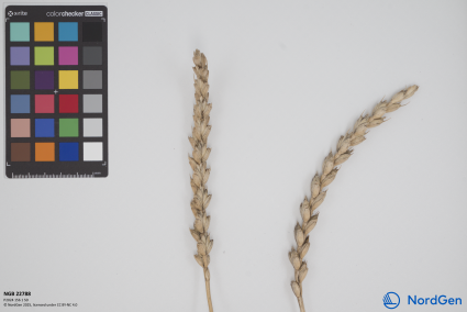 Click for 3 image(s) for this accession. SPIKE