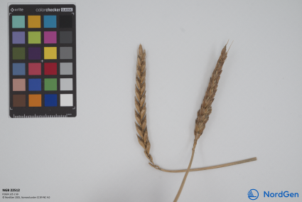 Click for 2 image(s) for this accession. SPIKE