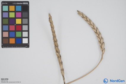 Click for 1 image(s) for this accession. SPIKE