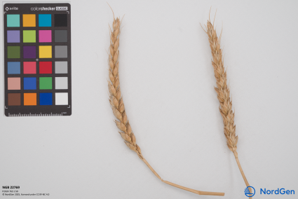 Click for 4 image(s) for this accession. SPIKE