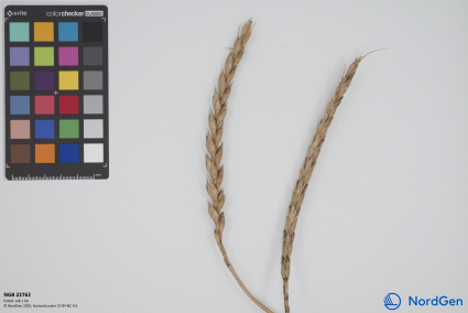 Click for 3 image(s) for this accession. SPIKE