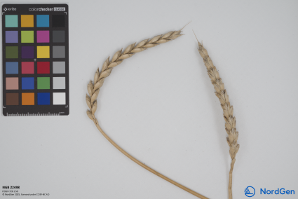 Click for 1 image(s) for this accession. SPIKE