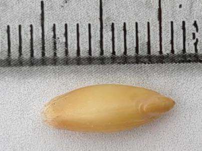column KERNELS
